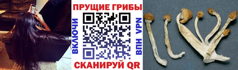 Псилоцибиновые грибы GOLDEN TEACHER  omg ONION  Изобильный 